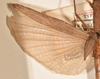 CollectionObject 1561316; b414e1dc-8993-42e9-9cb7-4610bec32019: copyright OUMNH. female, wings of synonym Metriotes dictys (holotype). (CollectionObject).
