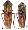 Habitus, dorsal view: Male: U.S.A., Texas, Big Bend N.P., Chisos Mts., South Rim trail, TAMU. Female: U.S.A., Texas, Davis Mts., OSU. (Observation).