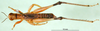 CollectionObject 1500976; 81a29ce5-3056-40e9-a787-f03ac88db435, DORSA BA000596S01: male, dorsal view (holotype). (CollectionObject).