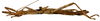 CollectionObject 1564004; ac99f267-3967-445a-827e-09ad64d3c6b8: copyright ISNB, Brussels. female, lateral view (holotype). (CollectionObject).