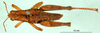 CollectionObject 1501237; 60324135-e2a9-4c19-8bd7-b82a9368037b: male, dorsal view (syntype). (CollectionObject).