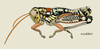 Philocleon scudderi (Hebard, 1932): entire insect, lateral view. (Otu).