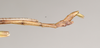 CollectionObject 1562025; 93bb3eb7-2d67-47e1-b92d-928e07fa2bc3: copyright ANIC, Canberra. male: end of abdomen, lateral view (paratype). (CollectionObject).;CollectionObject 1562026; 82becf04-55d0-4b8a-af82-e8859489fee6: copyright ANIC, Canberra. male: end of abdomen, lateral view (paratype). (CollectionObject).