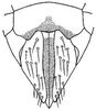 Ovipositor: !! display not done !! on Extrusanus extrusus (Van Duzee, 1893): female pygofer, ventrally. (Observation).