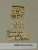 CollectionObject 1572938; 2558abf9-9c47-494e-818a-a73cb71c0e10: Copyright Natural History Museum, London. Labels from non-type (adult male) in BM(NH). (CollectionObject).