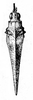 Cleostratus helleri Günther, 1938: Fig. 13. female, dorsal view. (Otu).