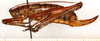 CollectionObject 1499681; dce49f88-6ee6-430a-a84a-be125ced48ec: female, lateral view. (CollectionObject).
