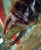 CollectionObject 1517370; e396ad4a-ed4d-414a-a9db-c745a2e3b03e: male cerci (holotype). (CollectionObject).
