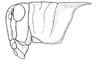 Atrachelacris olivaceus (Bruner, 1911): Fig. 2I. female head and pronotum, lateral view. (Otu).