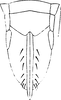 Ovipositor on Dikrella (Readionia) readionis (Lawson, 1930): Ovipositor. (Observation).