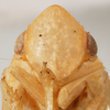 Head: !! display not done !! on Acanalonia affinis Fowler, 1900: (Observation).