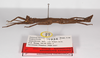 CollectionObject 1563528; 0f1681b1-459c-4486-8607-53bb3394bdf6: copyright ZMB, Berlin. male, lateral view (paratype). (CollectionObject).