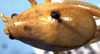 CollectionObject 1537344; d77634d5-a054-43d9-80f3-5779192a0d99: male head and pronotum, dorsal view (holotype). (CollectionObject).