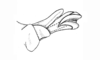 Baeacris maquiritare (Carbonell & Ronderos, 1973): Fig. 29. aedeagus apex, lateral view. (Otu).
