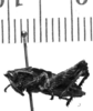 CollectionObject 1541619; 481f01b4-bf46-49d3-8635-9b5c3411e89c: Image, Carbonell, C.S. male, lateral view (neotype). (CollectionObject).