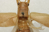 CollectionObject 1567106; dfbf65a1-dece-4b28-bbdb-77bd9f2c1b07: male stridulatory apparatus (lectotype). (CollectionObject).