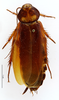 CC BY-NC-ND 4.0/MNHN - Depraetere Marion - 2014. Non type, male. Specimen number: MNHN-EP-EP933. http://coldb.mnhn.fr/catalognumber/mnhn/ep/ep933. Depicts CollectionObject 1587384; MNHN(SF IMPORT DUPLICATE) MNHN-EP-EP933, 2fb15d54-7161-451a-9645-be7c6f21875b, a CollectionObject.