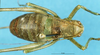 CollectionObject 1507205; 6d949e5d-1b91-4fb8-8c77-1dfc4e5cc752: female, dorsal view (identified as Isophya brevipennis). (CollectionObject).