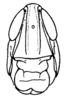 Rhammatocerus viatorius viatorius (Saussure, 1861): Fig. 42C. male head, frontal view. (Otu).