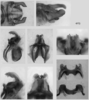 Melanoplus femurnigrum Scudder, 1899: male genitalia. (Otu).