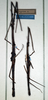 CollectionObject 1561748; NMW 343, 38227e1a-48db-449d-8a37-92aca7688b73: copyright NMW, Vienna. female (paralectotypes). (CollectionObject).