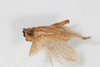 CollectionObject 1505571; b60adc6f-c0f9-4213-8d9c-0cf67bc8d262: female, dorsal view (holotype). (CollectionObject).