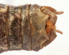 CollectionObject 1541627; 81cf80dd-0d24-48d7-8b85-941afccb8a0e: male cerci (paratype of Deracanthina mistshenkoi). (CollectionObject).