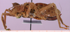 CollectionObject 1530762; 94531fbb-6315-4f9e-810a-999b2ab7d9ca: female, lateral view. (CollectionObject).
