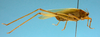 CollectionObject 1542799; 02d5fd6d-6d5e-4e65-969d-db528b75f575: female, body lateral view (holotype of Herbardius rubrovittatus). (CollectionObject).