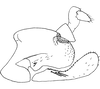 Pygofer, lateral view: Pygofer (E. vulnerata Fitch), lateral view. (Observation).