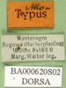 CollectionObject 1502707; 9666dc8d-85bf-48fe-8ae8-028e7e314755: labels (paratype). (CollectionObject).