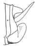 Ceuthophilus (Ceuthophilus) ozarkensis Hubbell, 1936: Fig. 531. (male) 9th abdominal tergite. (Otu).