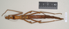 CollectionObject 1563693; NHMUK(SF IMPORT DUPLICATE) BMNH(E) #845046, 0aadf9f9-6a65-4285-8648-134f3f43faa8: copyright Natural History Museum, London. female (holotype). (CollectionObject).