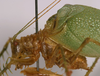 CollectionObject 1516798; 4907314d-afe6-43de-9fff-f7e452805900: male pronotum, lateral view (holotype). (CollectionObject).