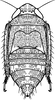 Nymph: (Observation).