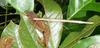 Sipyloidea caeca (Sjöstedt, 1918): copyright Paul D. Brock. female, Cairns. (Otu).