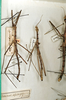 CollectionObject 1560782; 47ed7a48-52e5-4fdc-9701-731833a164c0: copyright MNHN, Paris. male Clitumnus spiniger (holotype, on left). (CollectionObject).
