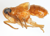 Habitus, lateral view on Delphacodes sucineus Beamer, 1948: (Observation).