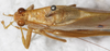 CollectionObject 1566552; NMW 14195, 4751dc71-9516-45f6-9702-da3e3ddc3f17: male, dorsal view (syntype of Phylloptera tenera). (CollectionObject).