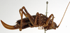 CollectionObject 1530623; c31e837f-9b34-49ba-9bf5-cc7b65ac7b81: female, lateral view (syntype). (CollectionObject).