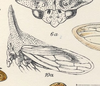 Habitus, lateral view on Platycentrus acuticornis Stål, 1870: (Observation).
