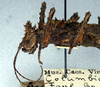 CollectionObject 1556942; NMW 65', 6f647c75-6e03-4934-9e9f-2809713ffeed: copyright NMW. female: head and thorax, lateral view (holotype). (CollectionObject).