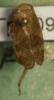 Habitus, dorsal view: !! display not done !! on Dicodia variegata (Germar, 1821): (Observation).