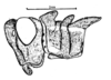 Conometopus cristaticollis Blanchard, 1851: Fig. 2. male head and pronotum, lateral view. (Otu).
