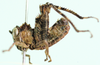 Pseudoschulthessiella whellani Descamps, 1977: lateral view. (Otu).