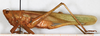 CollectionObject 1531675; 9d636657-5828-493e-b259-57ecdbea2988: female, lateral view (lectotype of Conocephalus laticeps). (CollectionObject).