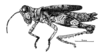 Agrotacris corticolor Descamps, 1979: Fig. 1. female, habitus. (Otu).