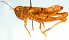 Acocksacris karruensis Dirsh, 1958: female, lateral view. (Otu).