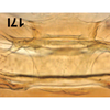 Abdomen, sternal apodemes, ventral view on Bretega quinispiverpa Stiller, 2017: Abdomen, sternal apodemes, ventral view. (Observation).