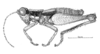 Pollostacris expolita Amédégnato & Descamps, 1979: Fig. 183. male, habitus. (Otu).